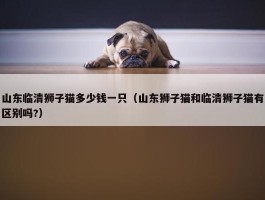 山东临清狮子猫多少钱一只（山东狮子猫和临清狮子猫有区别吗?）