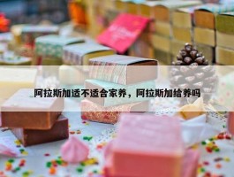 阿拉斯加适不适合家养，阿拉斯加给养吗