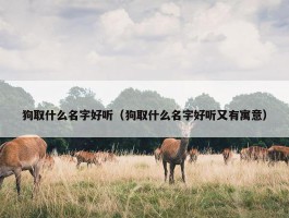 狗取什么名字好听（狗取什么名字好听又有寓意）