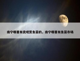 南宁哪里有卖观赏鱼苗的，南宁哪里有鱼苗市场