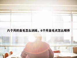 六个月的金毛怎么训练，6个月金毛犬怎么喂养