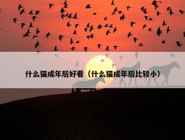 什么猫成年后好看（什么猫成年后比较小）