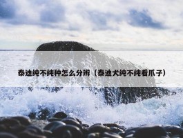 泰迪纯不纯种怎么分辨（泰迪犬纯不纯看爪子）