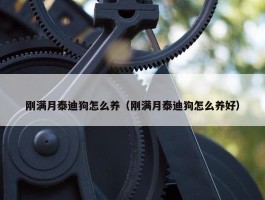 刚满月泰迪狗怎么养（刚满月泰迪狗怎么养好）