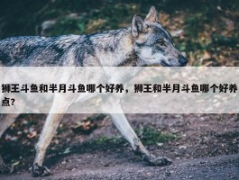 狮王斗鱼和半月斗鱼哪个好养，狮王和半月斗鱼哪个好养点?