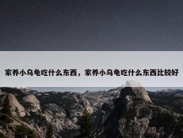 家养小乌龟吃什么东西，家养小乌龟吃什么东西比较好