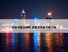 花脸柯基不纯吗 柯基犬花背不纯了吗