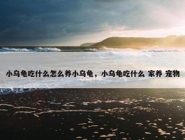 小乌龟吃什么怎么养小乌龟，小乌龟吃什么 家养 宠物