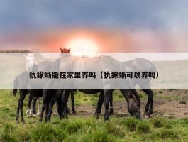 犰狳蜥能在家里养吗（犰狳蜥可以养吗）