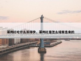 莱州红吃什么长得快，莱州红是怎么培育出来的