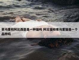 索马里和阿比西亚是一种猫吗 阿比猫和索马里猫是一个品种吗