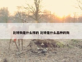 比特狗是什么样的 比特是什么品种的狗