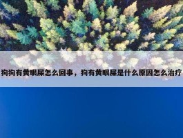 狗狗有黄眼屎怎么回事，狗有黄眼屎是什么原因怎么治疗