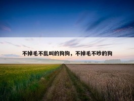 不掉毛不乱叫的狗狗，不掉毛不吵的狗