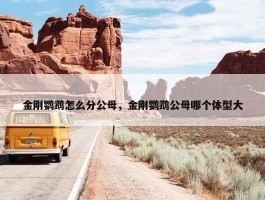 金刚鹦鹉怎么分公母，金刚鹦鹉公母哪个体型大