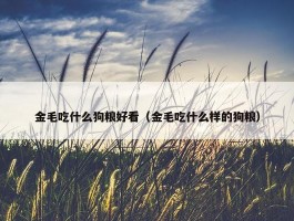 金毛吃什么狗粮好看（金毛吃什么样的狗粮）