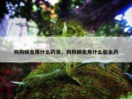 狗狗螨虫用什么药膏，狗狗螨虫用什么驱虫药