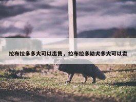 拉布拉多多大可以出售，拉布拉多幼犬多大可以卖