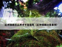 缸养锦鲤怎么养才不容易死（缸养锦鲤注意事项）