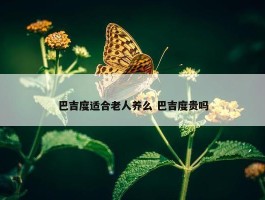 巴吉度适合老人养么 巴吉度贵吗