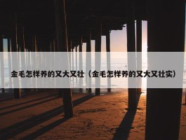 金毛怎样养的又大又壮（金毛怎样养的又大又壮实）