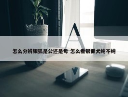 怎么分辨银狐是公还是母 怎么看银狐犬纯不纯