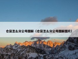 仓鼠怎么分公母图解（仓鼠怎么分公母图解图片）