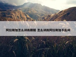 阿拉斯加怎么训练跟随 怎么训练阿拉斯加不乱叫