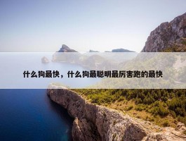 什么狗最快，什么狗最聪明最厉害跑的最快