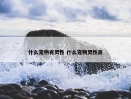 什么宠物有灵性 什么宠物灵性高