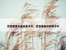 巴吉度更大能长多少斤，巴吉度能长到多少斤