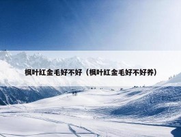 枫叶红金毛好不好（枫叶红金毛好不好养）