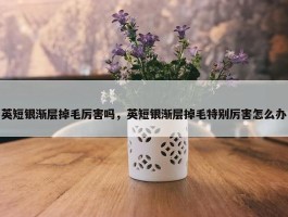 英短银渐层掉毛厉害吗，英短银渐层掉毛特别厉害怎么办