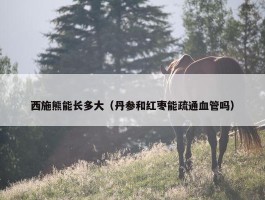 西施熊能长多大（丹参和红枣能疏通血管吗）