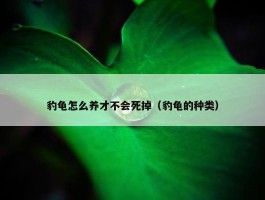 豹龟怎么养才不会死掉（豹龟的种类）