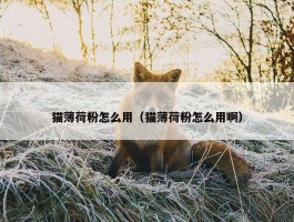 猫薄荷粉怎么用（猫薄荷粉怎么用啊）