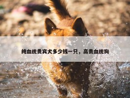 纯血统贵宾犬多少钱一只，高贵血统狗