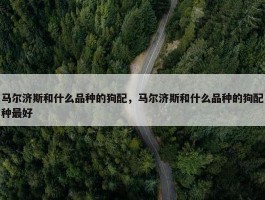 马尔济斯和什么品种的狗配，马尔济斯和什么品种的狗配种最好