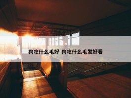 狗吃什么毛好 狗吃什么毛发好看