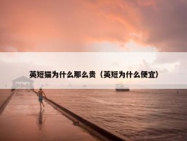 英短猫为什么那么贵（英短为什么便宜）