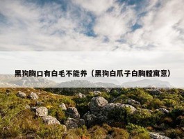 黑狗胸口有白毛不能养（黑狗白爪子白胸膛寓意）