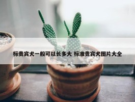 标贵宾犬一般可以长多大 标准贵宾犬图片大全