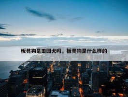 板凳狗是田园犬吗，板凳狗是什么样的