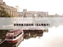 家养的兔子能吃吗（怎么喂兔子）