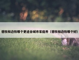 德牧和边牧哪个更适合城市家庭养（德牧和边牧哪个好）