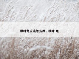 枫叶龟应该怎么养，枫叶 龟