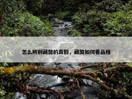 怎么辨别藏獒的真假，藏獒如何看品相