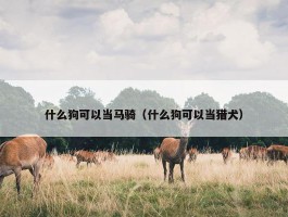 什么狗可以当马骑（什么狗可以当猎犬）