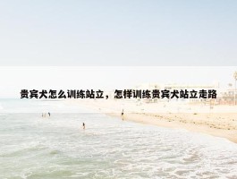 贵宾犬怎么训练站立，怎样训练贵宾犬站立走路