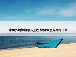 家里养的锦鲤怎么互吃 锦鲤鱼怎么养吃什么